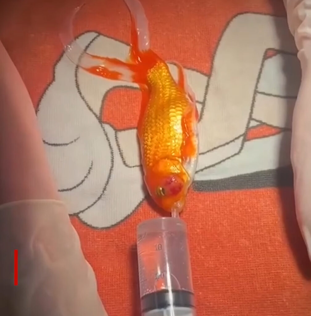 Merlin: A Meme-Worthy Miracle Goldfish with a Tumor-Free Face