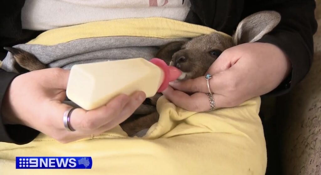 Joey Coin: Orphaned Joey - Police investigate after kangaroos shot dead in horrific case of animal cruelty Wildlife rescuers have become surrogate parents to an orphan joey after its mother was killed in a horrific case of animal cruelty