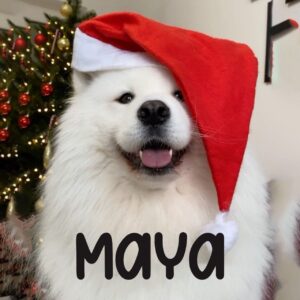 MAYA Coin: Adorable MEME Coin Spreading Festive Fun