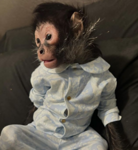 Jorgie: MEME Coin, MONKEY TAKEN BY POLICE