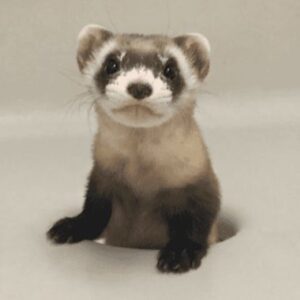 SIBERT: A Cloned Ferret Birth - Win for Endangered Species (60 letters)