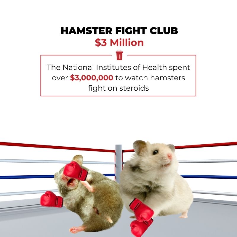 HFC: Join Hamster Fight Club! MEME Coin for Hamster Enthusiasts