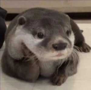 KOTARO: Introducing the Cutest Otter on Solana. Discover MEME is Game.