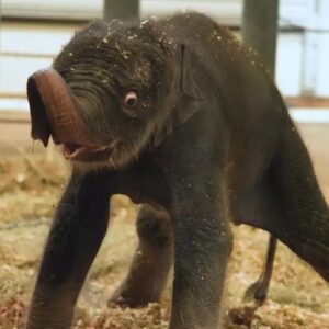 KIRBY Coin: New Baby Elephant Houston Zoo, Discover the joy of KIRBY Coin!