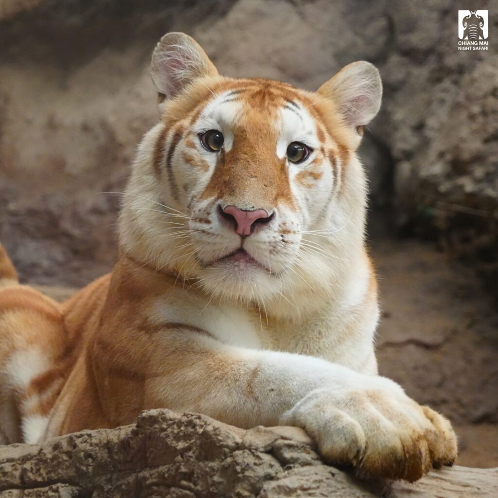 AVA: Chiang Mai Night Safari Introduces Bright-Eyed Female Tiger 'Ava' - Younger Sister of 'Luna' Coin