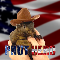 Pnut Hero: Unleash the Power of Hero Peanut the Squirrel - MEME Coin